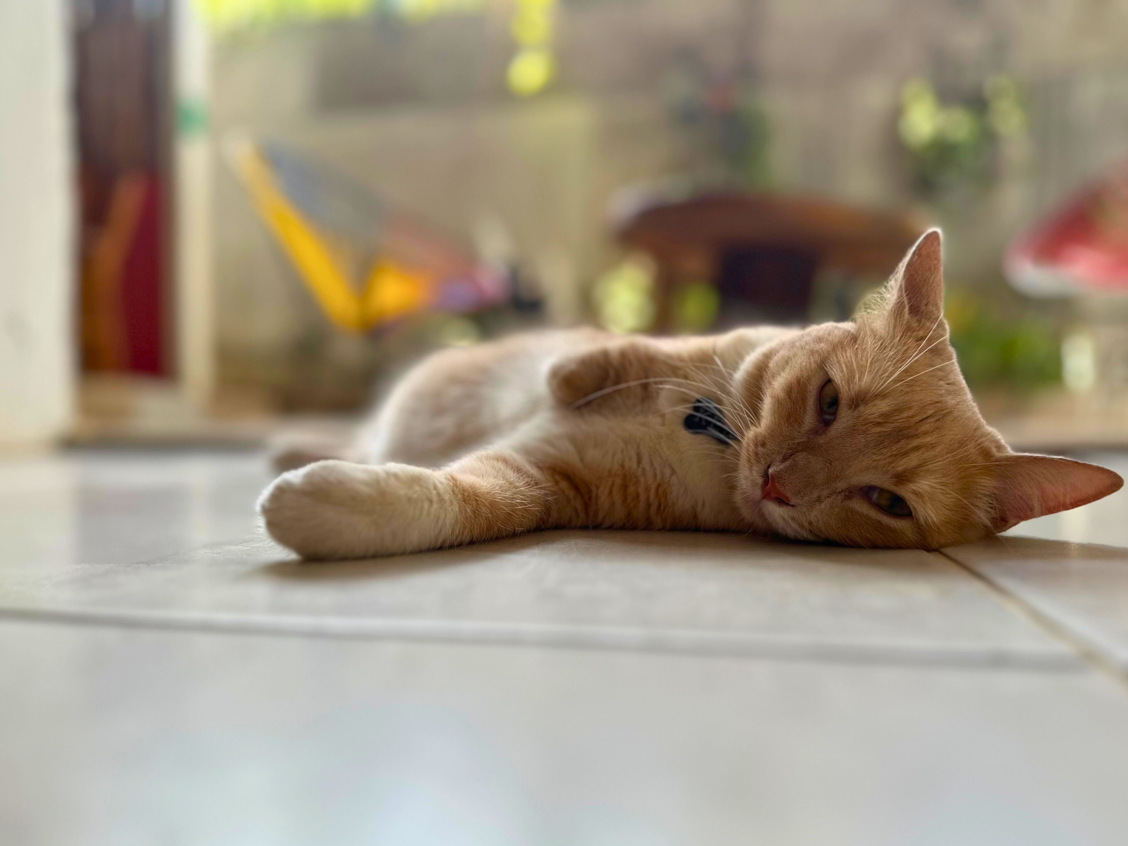 A cat lying on a tiled floor.