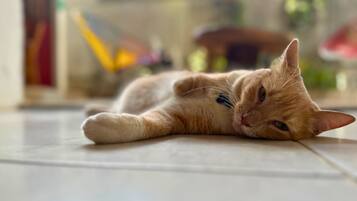 A cat lying on a tiled floor.