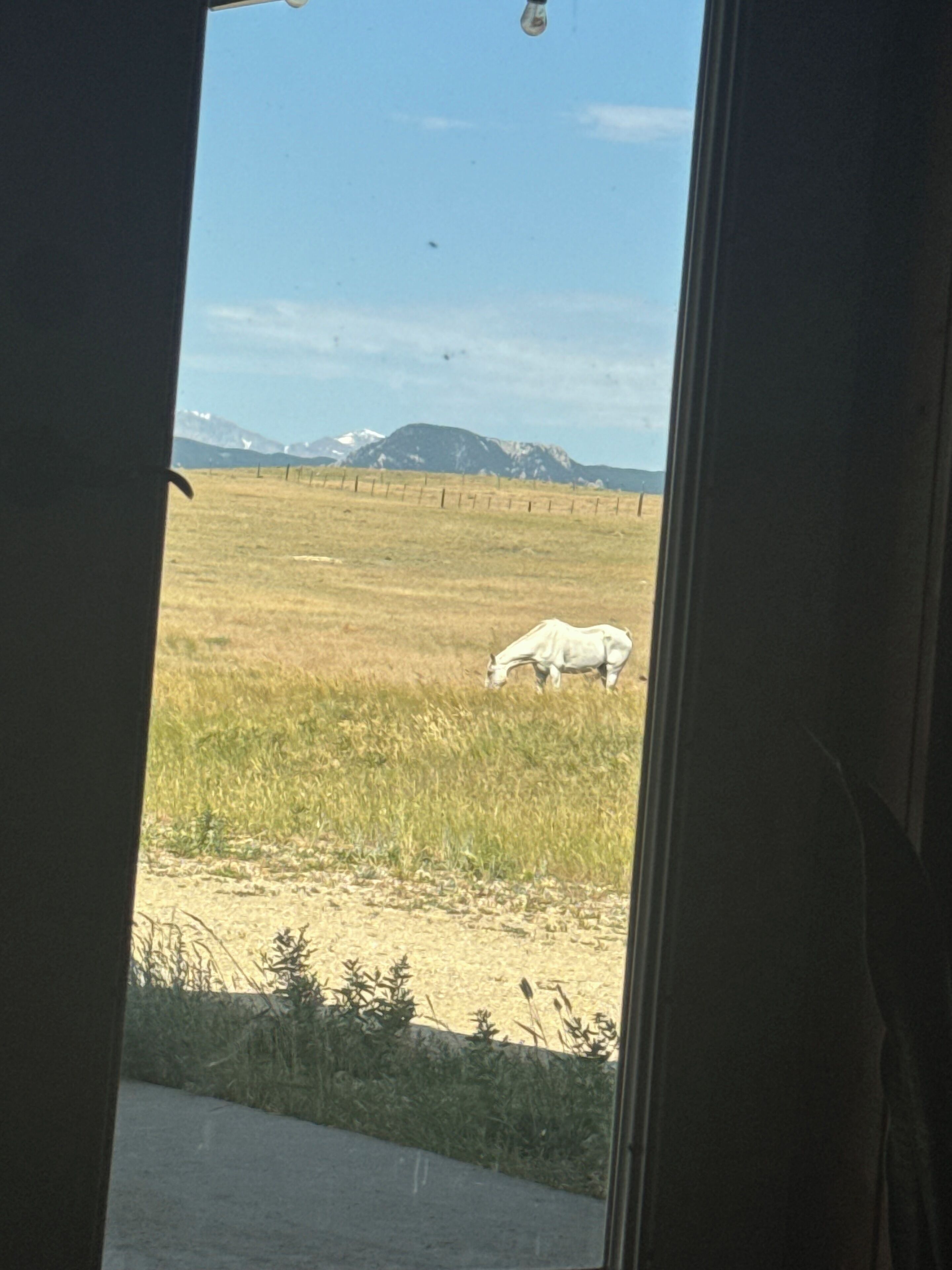 Vista de un caballo blanco pastando en un campo con montañas al fondo.