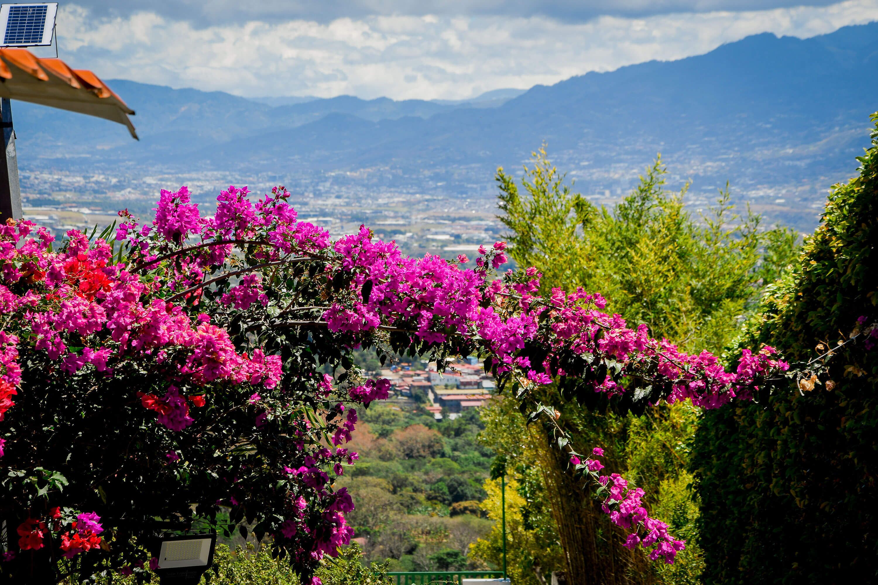 A view of a cityscape with mountains in the background, a green fence, and pink bougainvillea flowers in the foreground.
