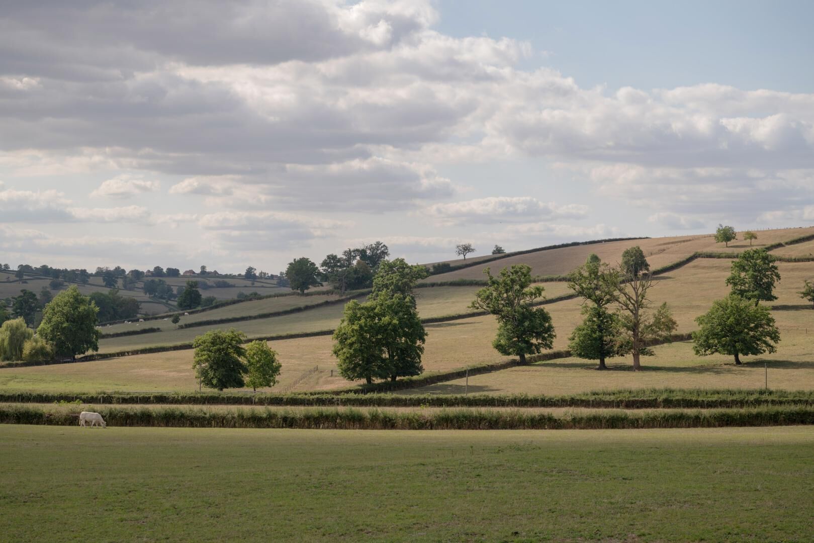Een landelijk landschap met glooiende heuvels, verspreide bomen en een enkele koe die graast.