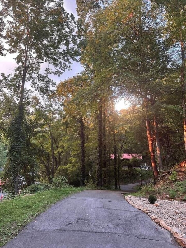 A paved road flanked by tall trees and greenery, leading towards a distant structure.
