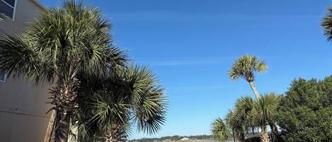 A pathway leading to a body of water with palm trees and a building on the left.