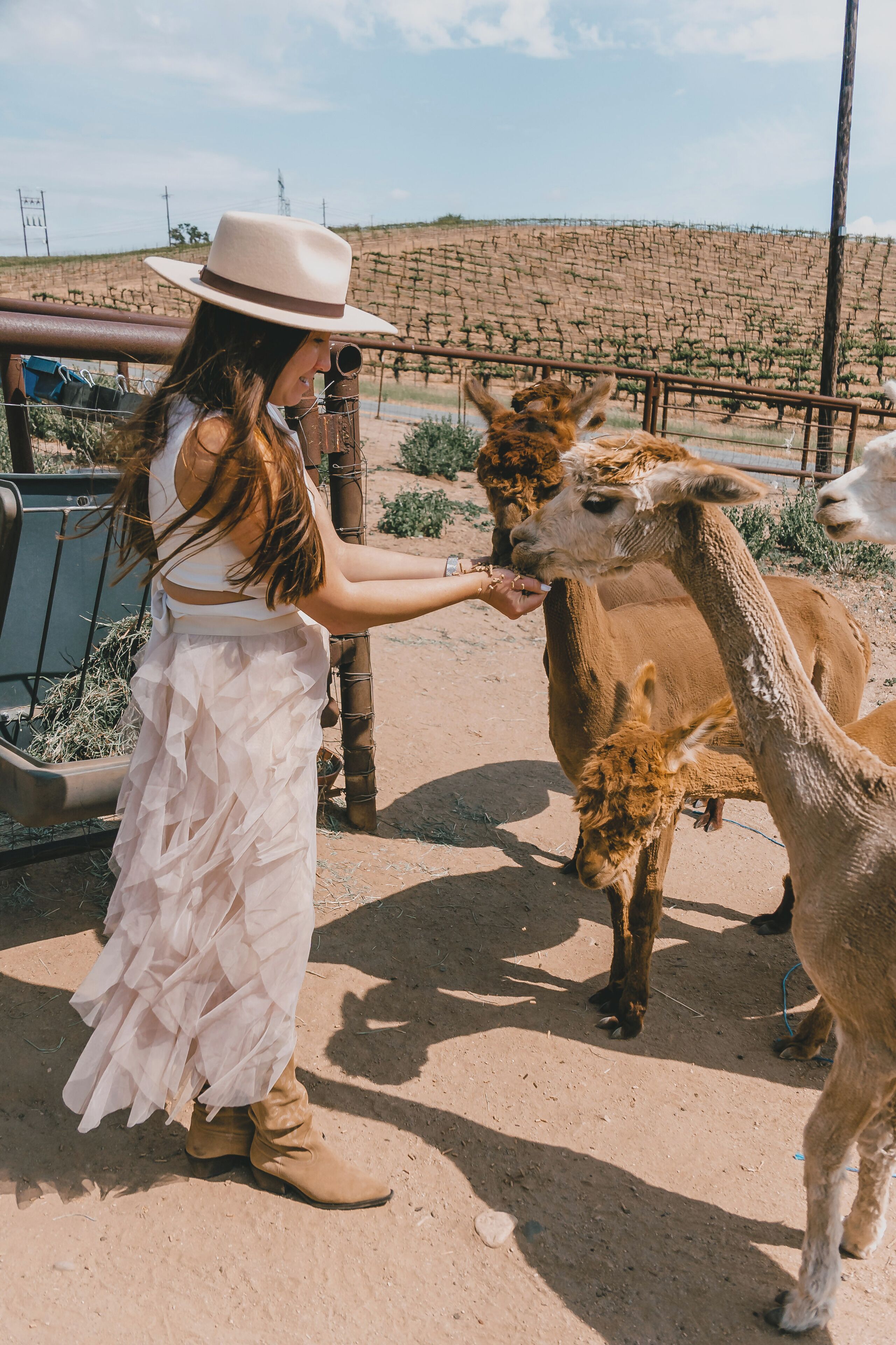 A person feeding llamas in a fenced area with a dirt ground and a stone wall in the background.