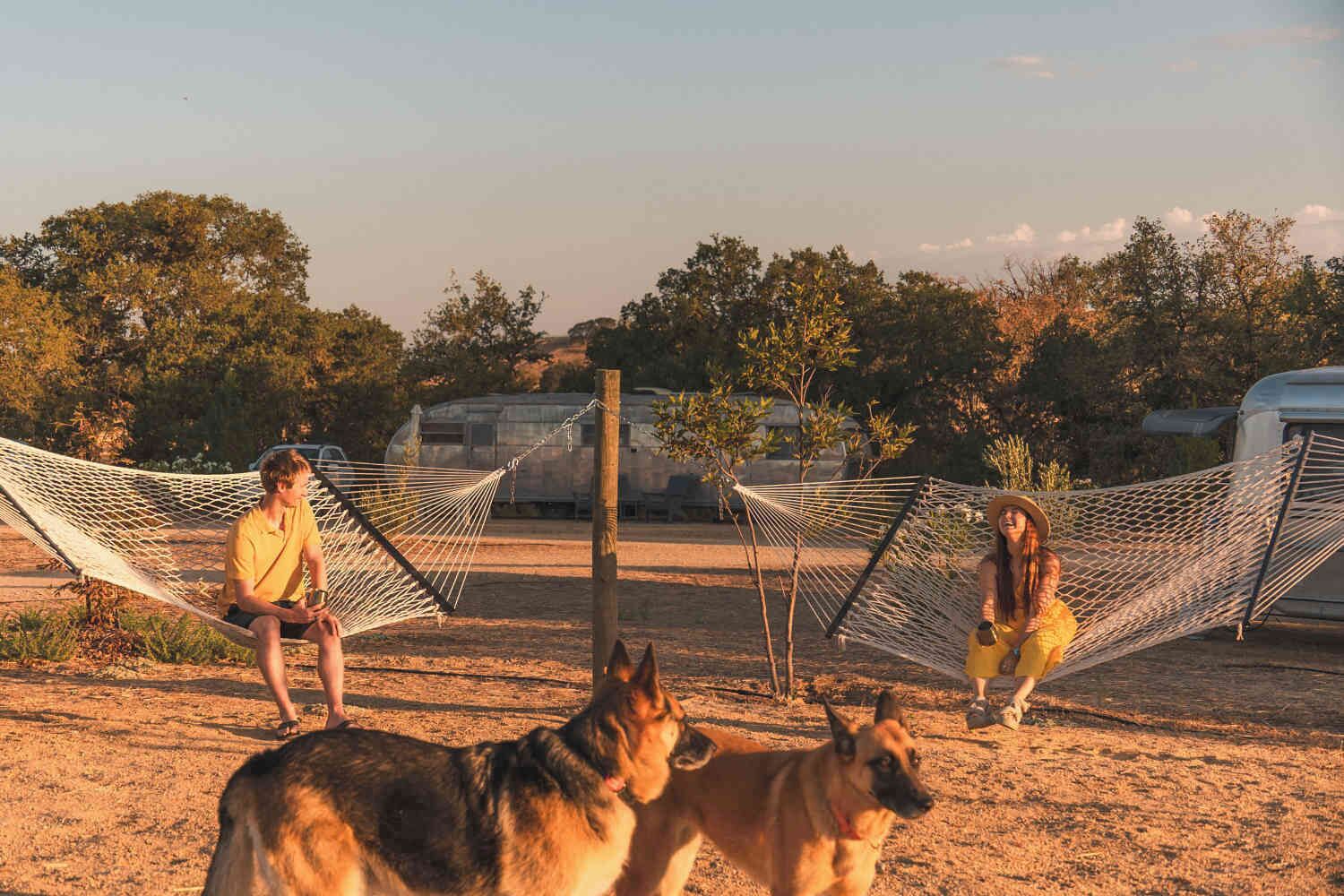 A campsite with two hammocks and a dog.