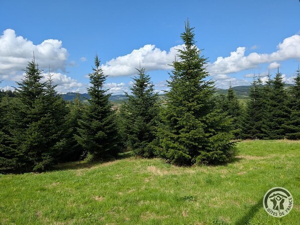 Un campo cubierto de hierba con varios árboles de coníferas.