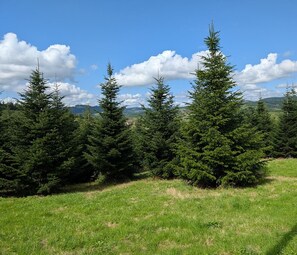 A grassy field with several coniferous trees. - L'écho du temps - MEAUX LA MONTAGNE (MEAUX LA MONTAGNE)