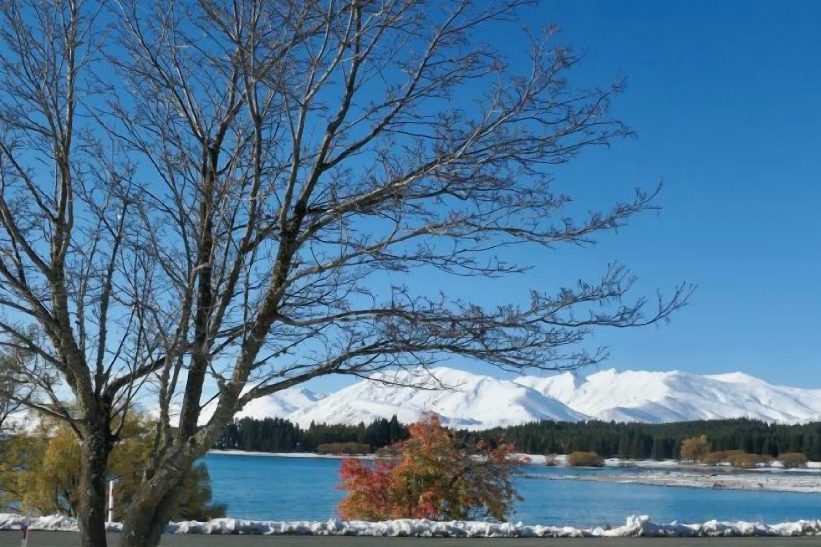 A tree in the foreground with a mountain range and a body of water in the background.