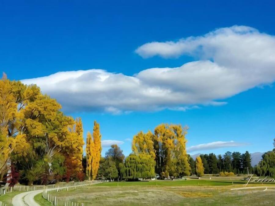 Un parque con un camino, árboles y un cielo despejado.
