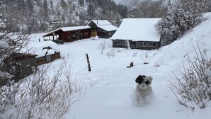 Et snødekt landskab med en hund, der løber hen mod et hus med et snebelagt tag.