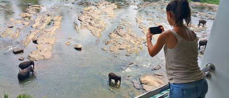 Une personne prend une photo d’éléphants dans une rivière, avec des rochers en arrière-plan.