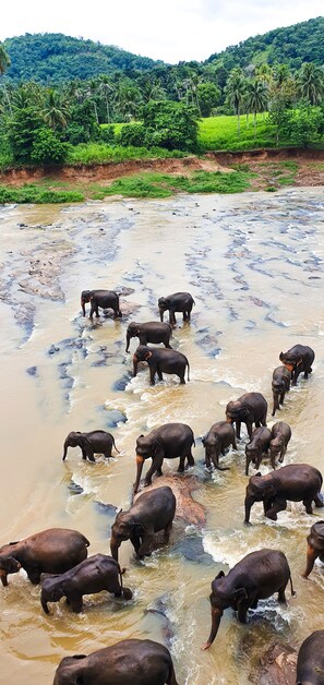 Exterior - Hotel Elephant Park (Pinnawala)