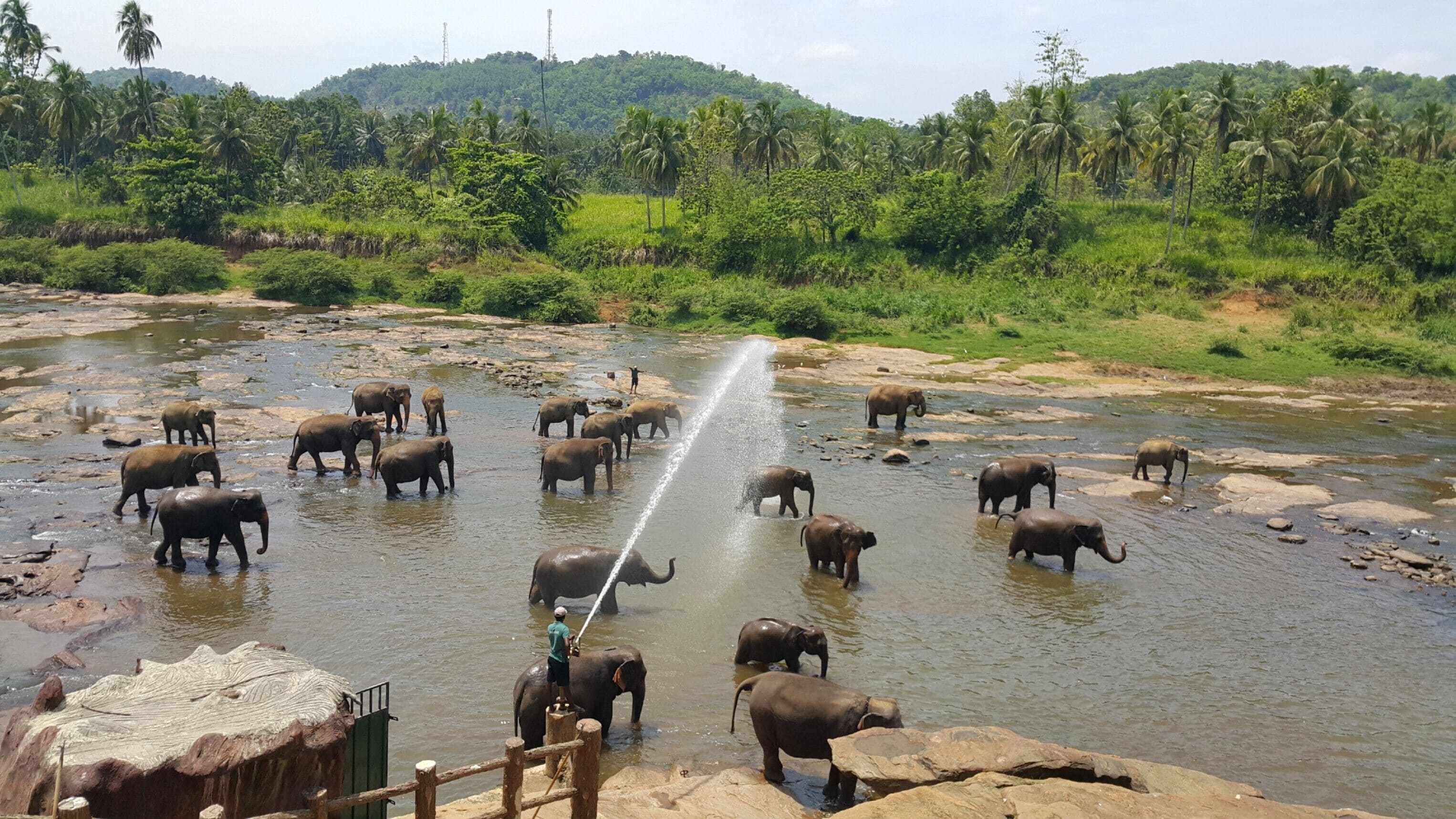 A river with elephants and a person spraying water.