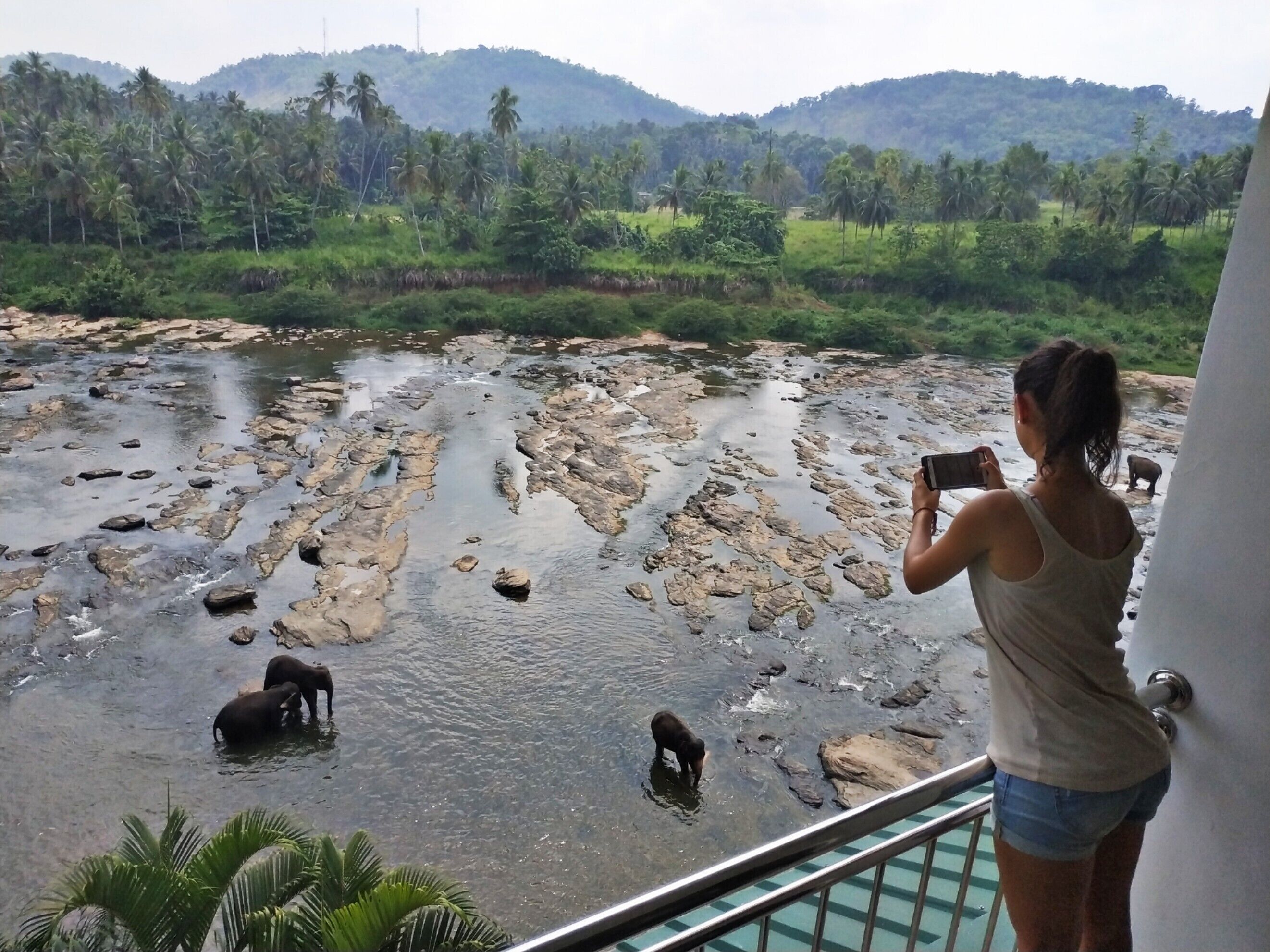 A woman taking a photo of elephants in a river.