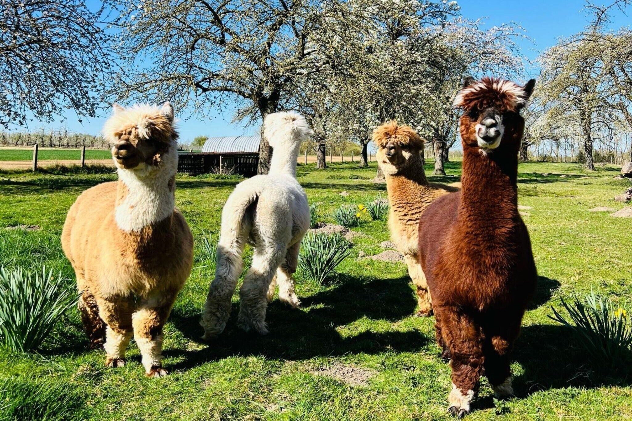 Three llamas standing in a grassy field with trees and a barn in the background.