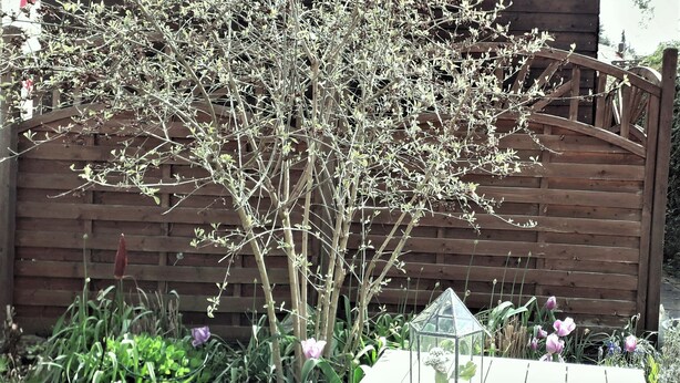 A garden with a wooden fence, a table with a glass lantern, and purple flowers. - Apartment 'Zimmer 32' (Nürtingen)