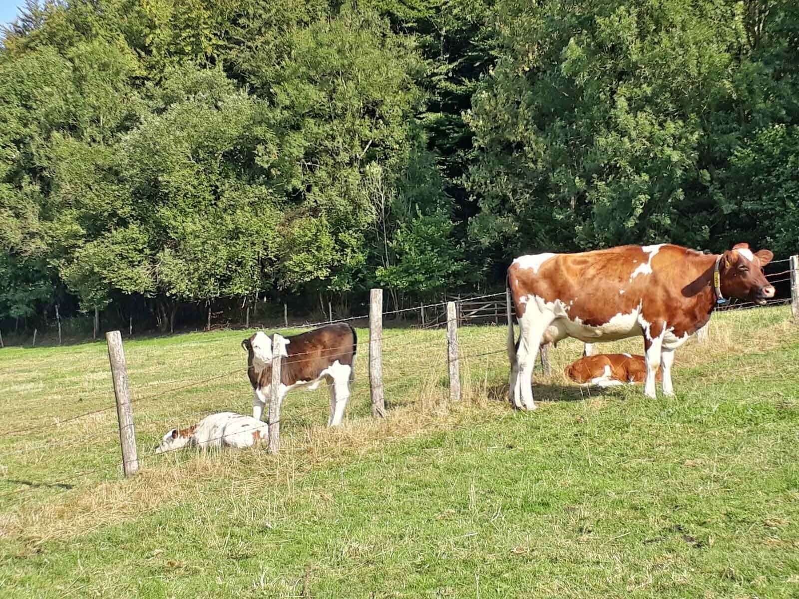 En indhegnet græsplæne med to køer og en kalv, omgivet af træer.