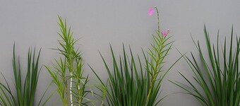 Studio Teresa - next to UFSJ and Church of Sao Francisco de Assis