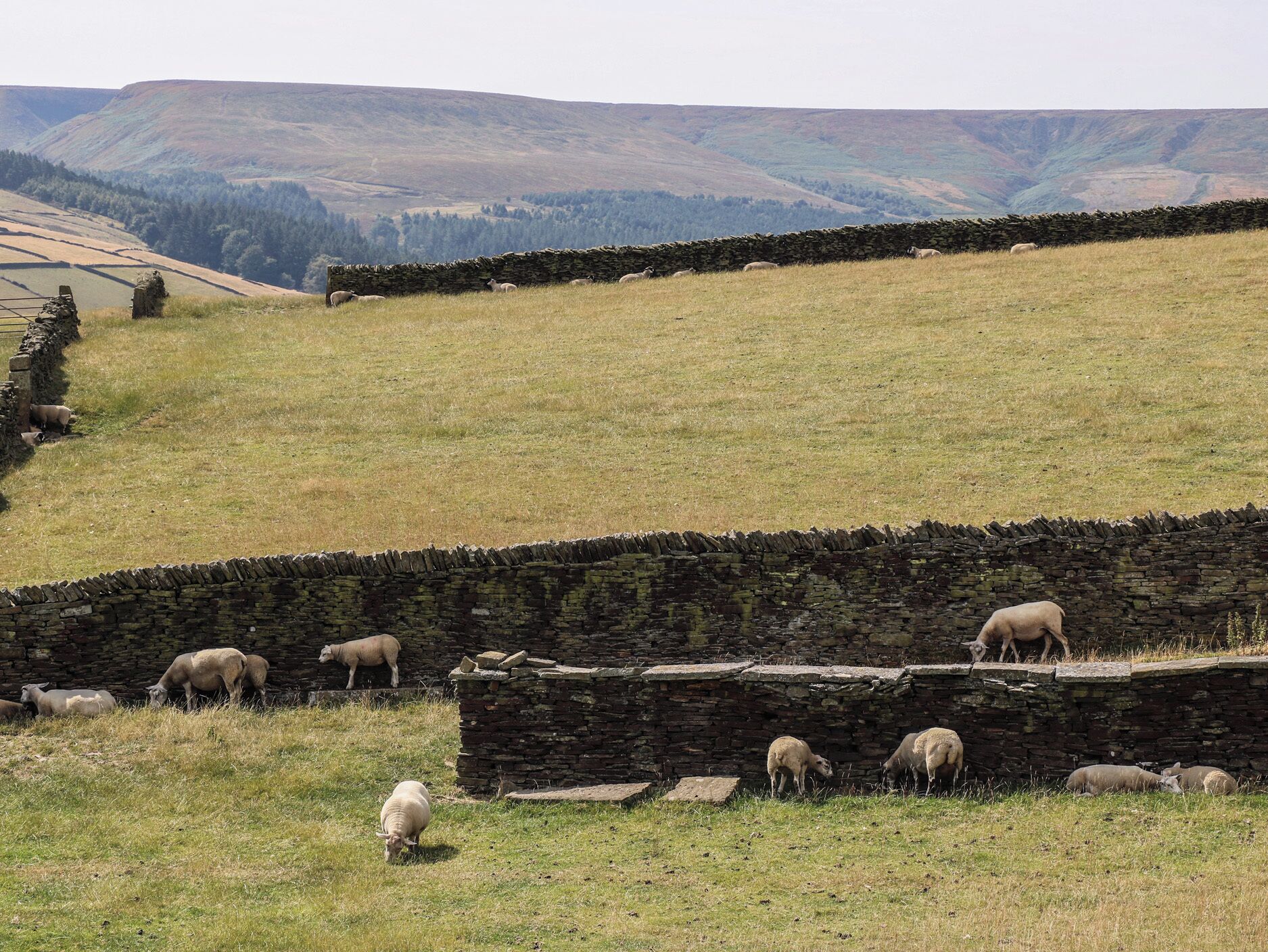 A rural landscape with a stone wall and sheep grazing.