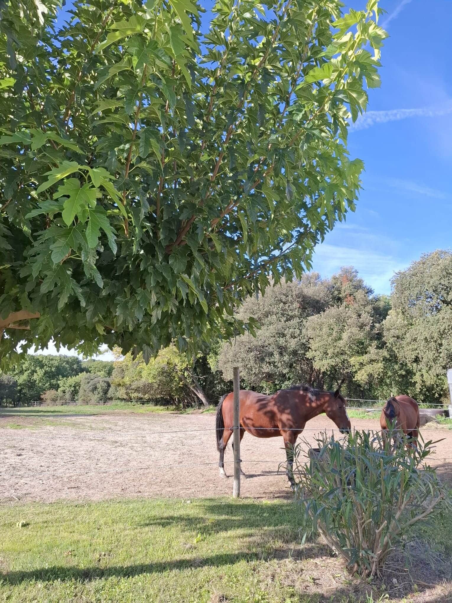 A stable with two horses grazing.