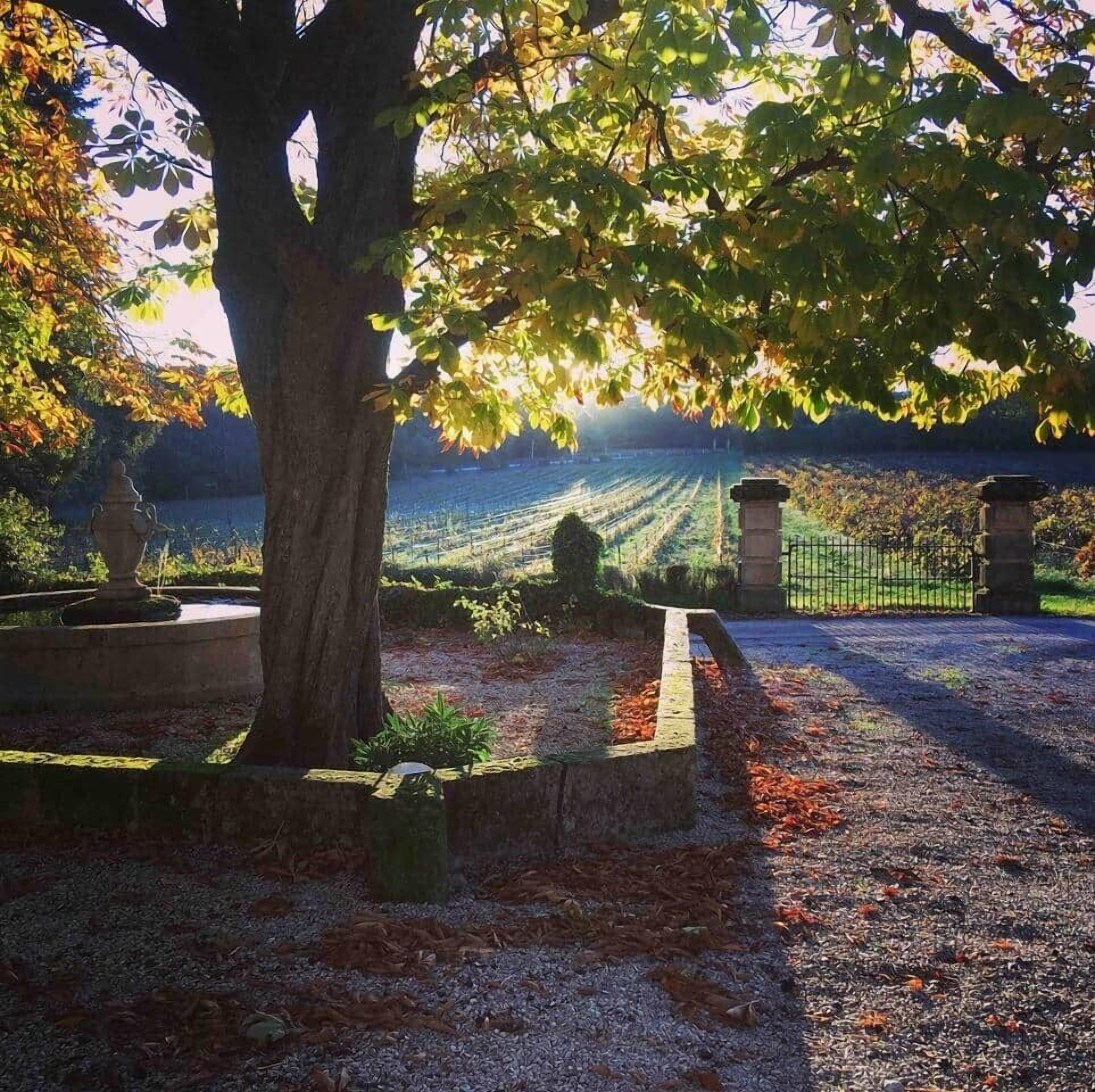 A vineyard with rows of grapevines, a stone pathway, and a large tree providing shade.