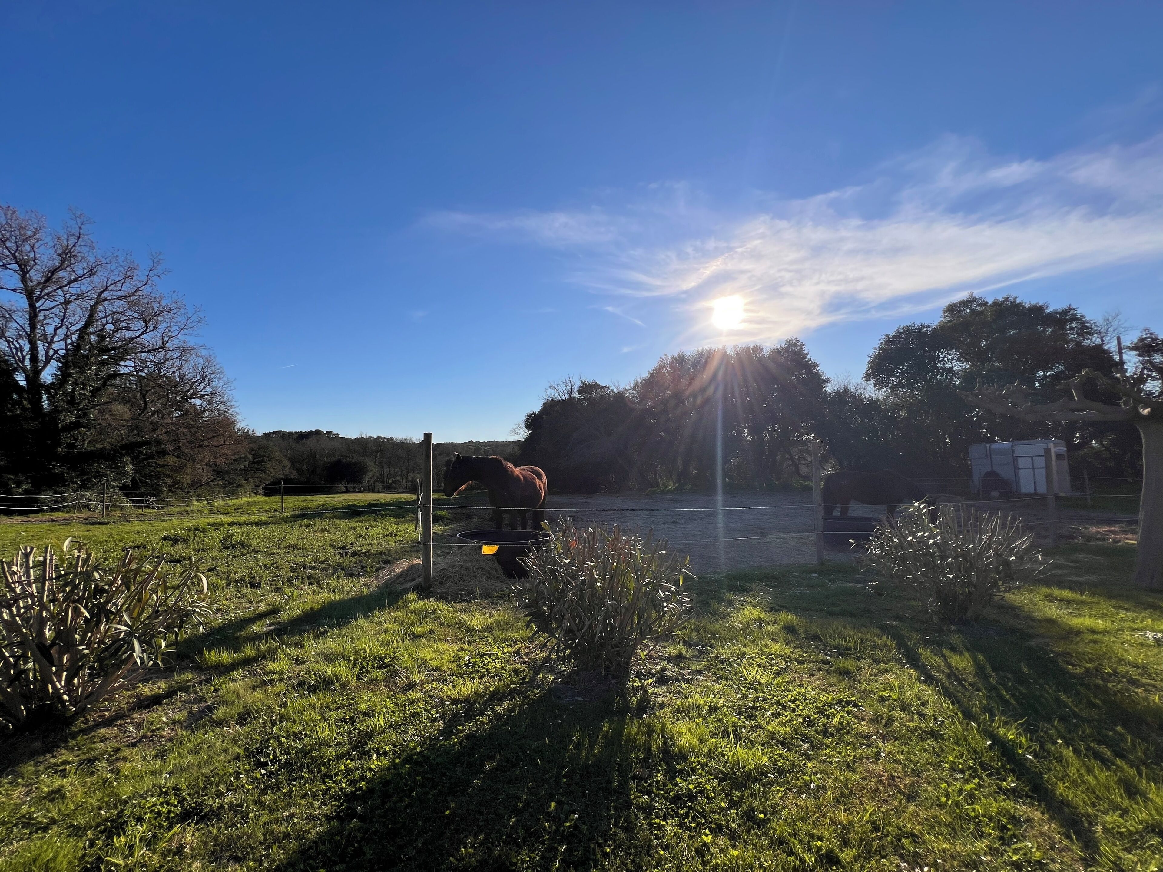 A rural landscape with a horse, trees, and a clear sky.