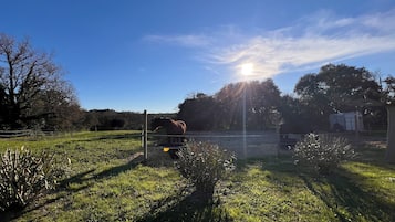 A rural landscape with a horse, trees, and a clear sky.