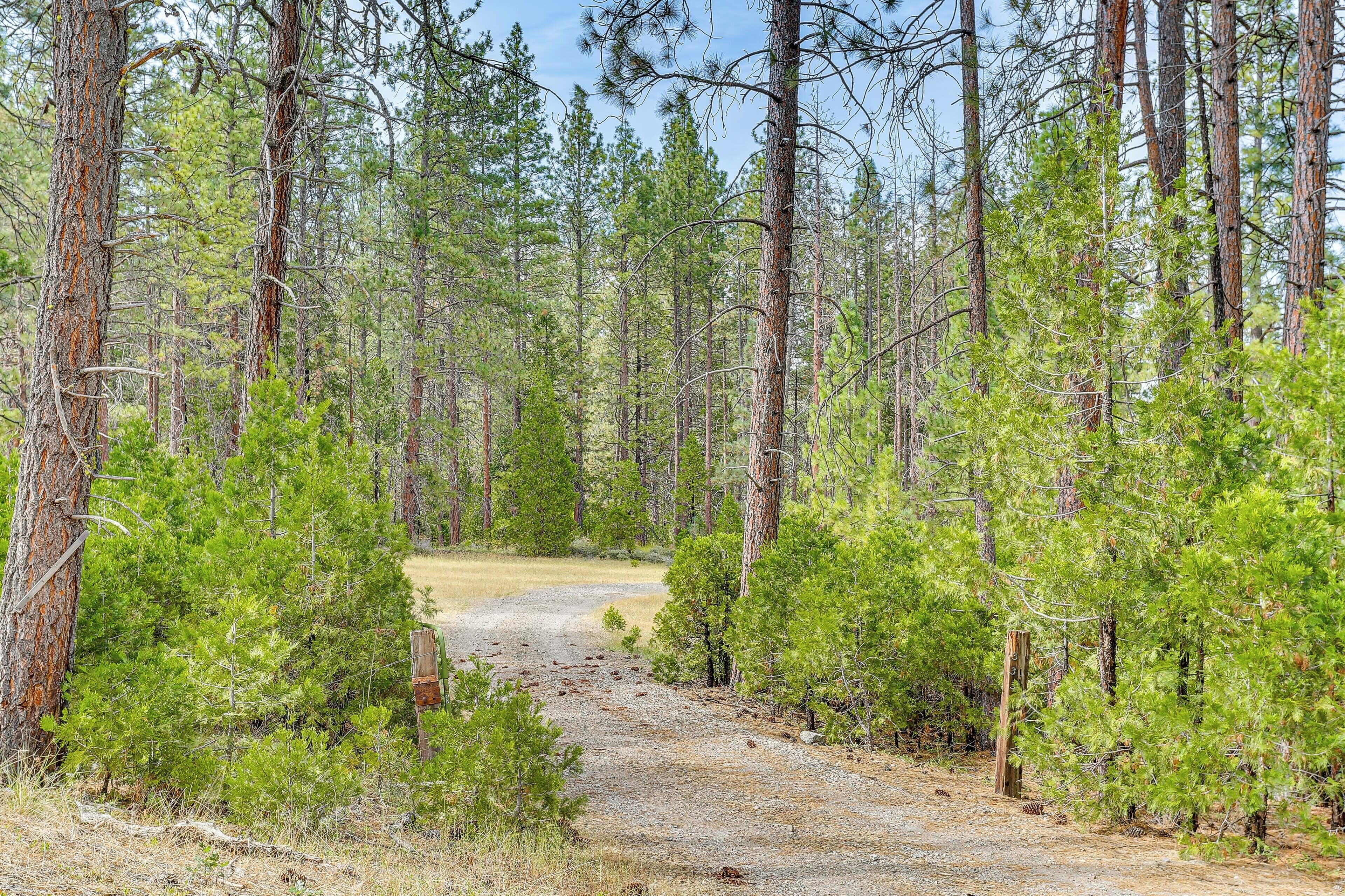 A forested area with a dirt path leading through it.