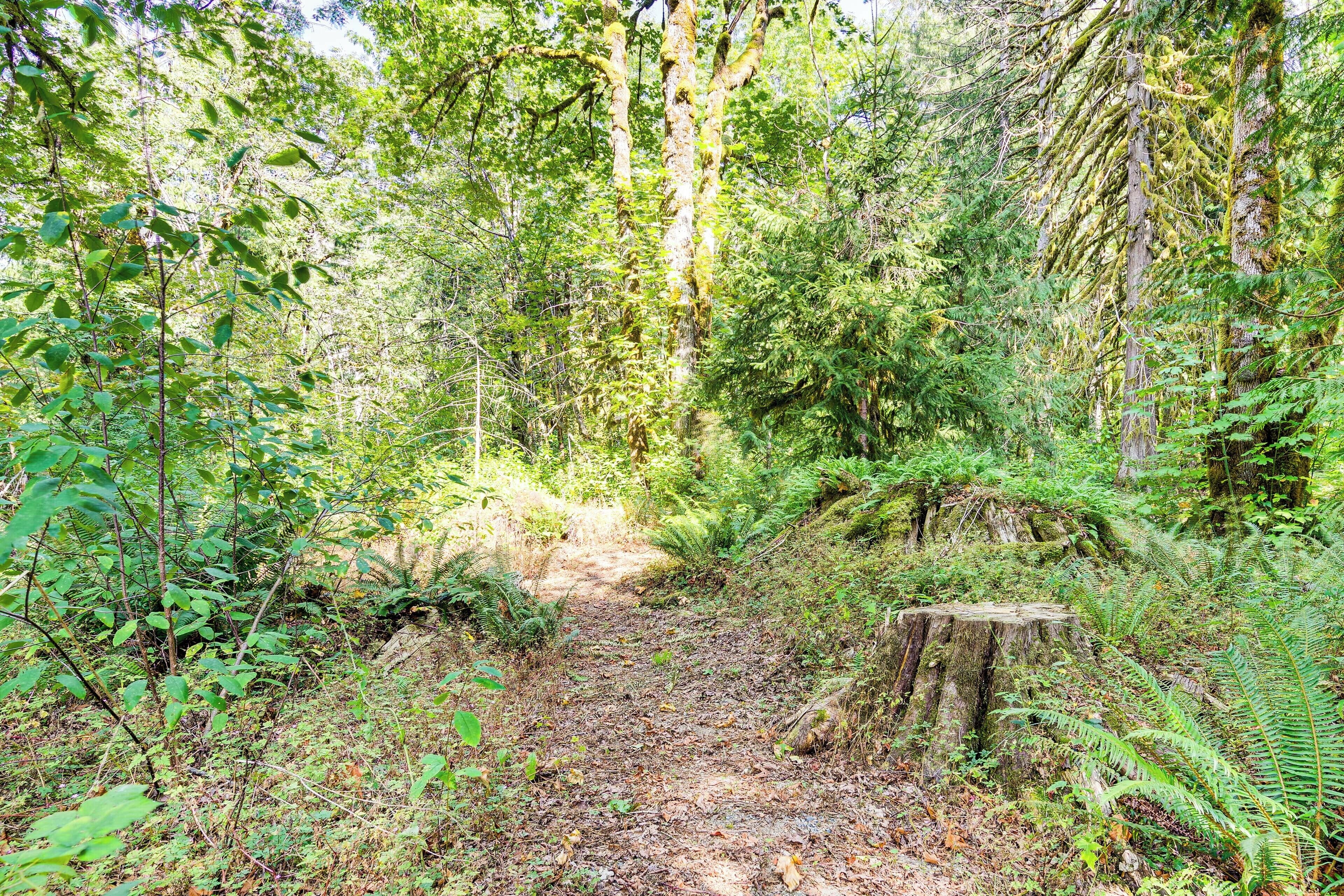 Ein von dichtem Blätterwerk und Bäumen gesäumter Waldweg.