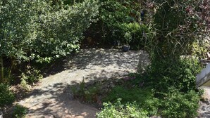 A garden pathway surrounded by dense foliage and a stone wall.