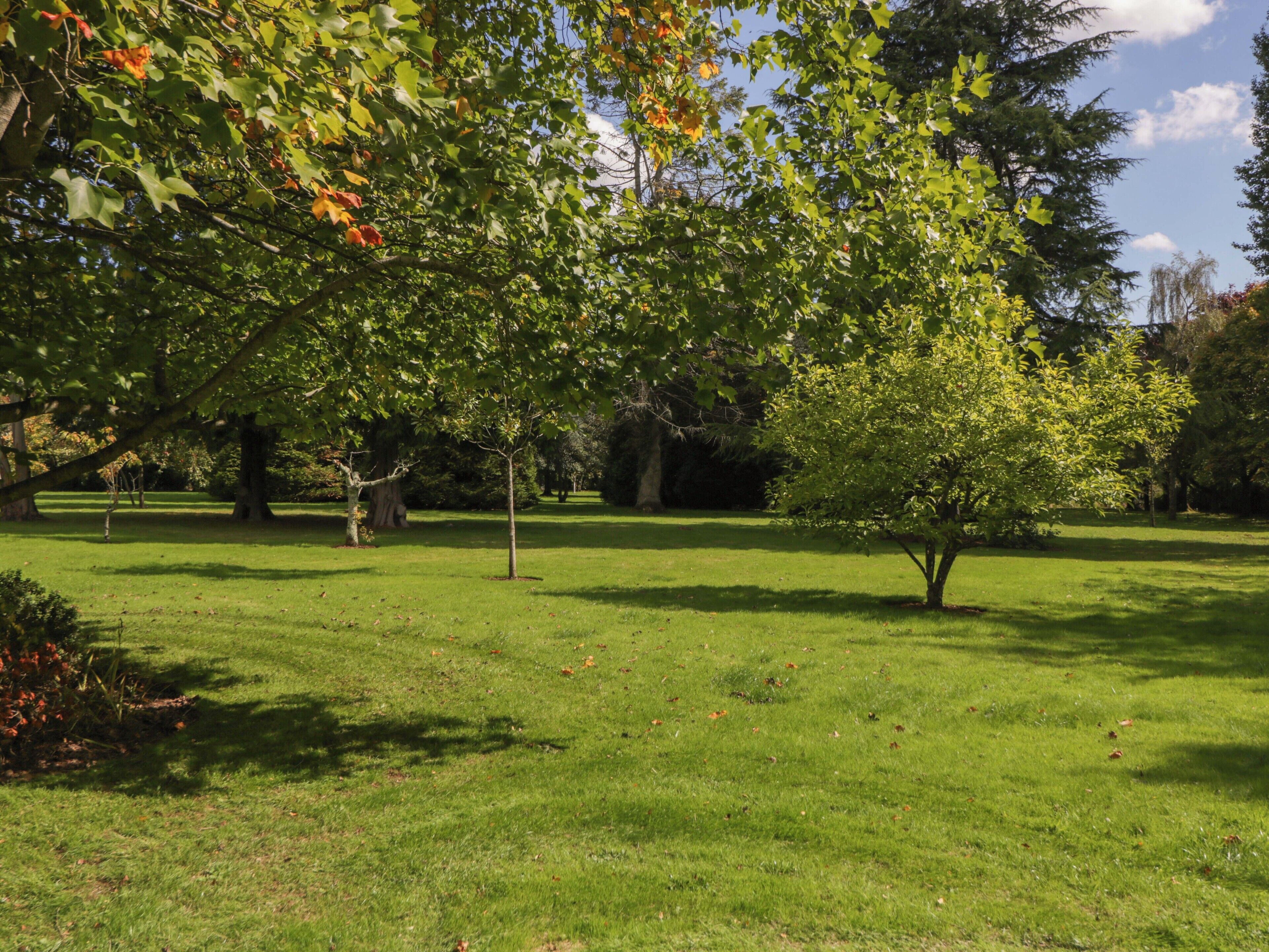 A park with a grassy area, trees, and a clear sky.