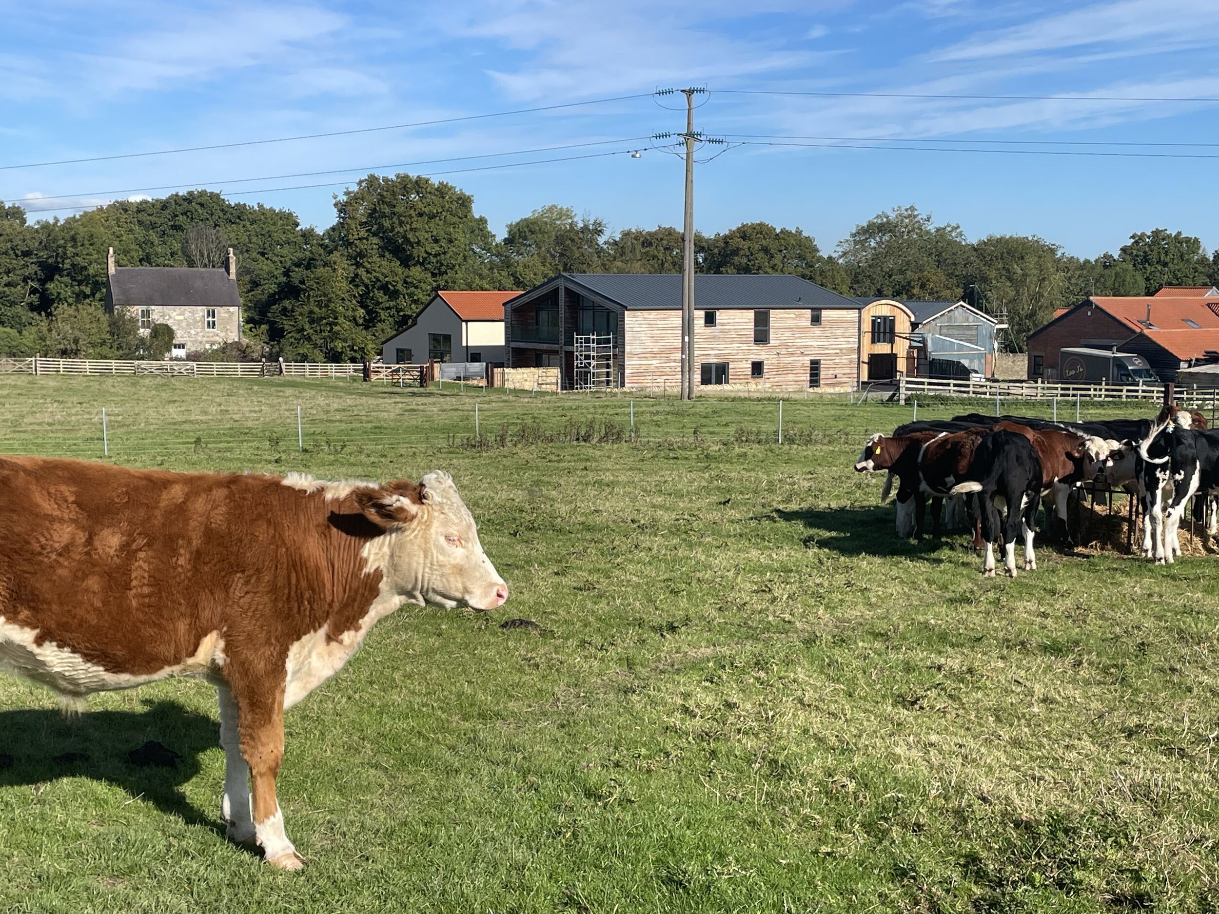 Une ferme située en zone rurale, avec des vaches qui paissent dans un champ clôturé, entourée de bâtiments agricoles et d’arbres.