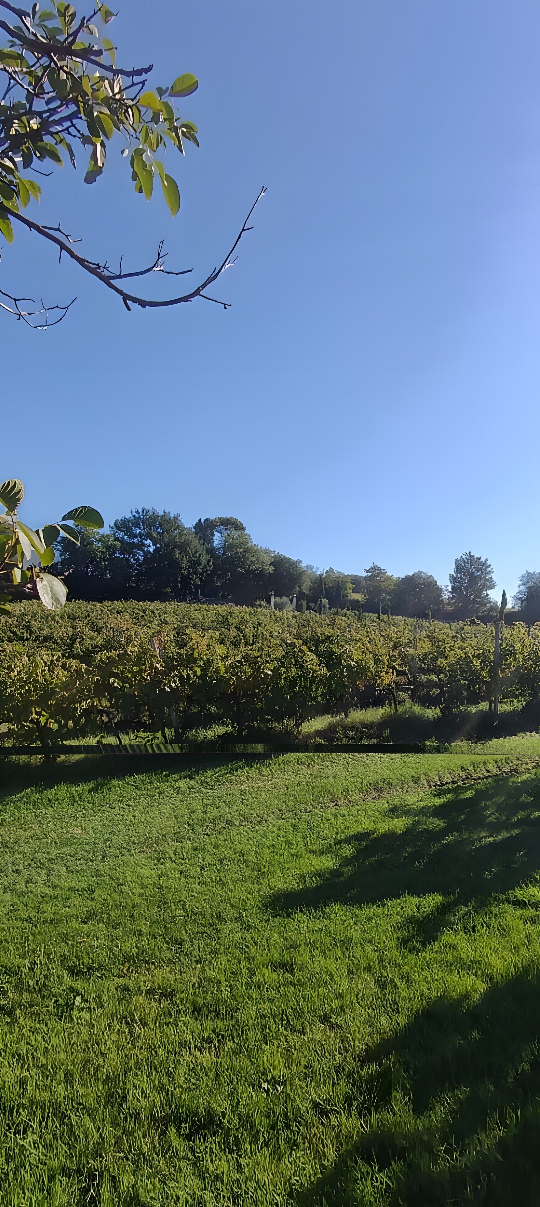 A vineyard with rows of grapevines and a grassy field.