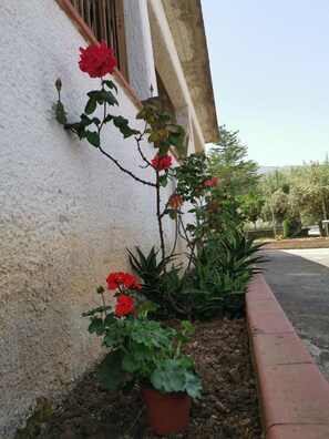 A building with a textured white exterior, a red flower pot with red flowers, and green plants.