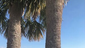 Una playa con palmeras, cielo despejado y mar tranquilo.