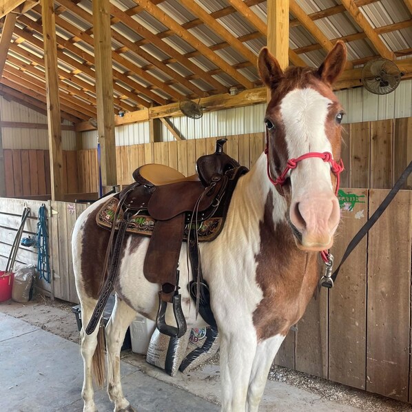 A horse with a saddle and bridle inside a stable with wooden walls and a metal roof.