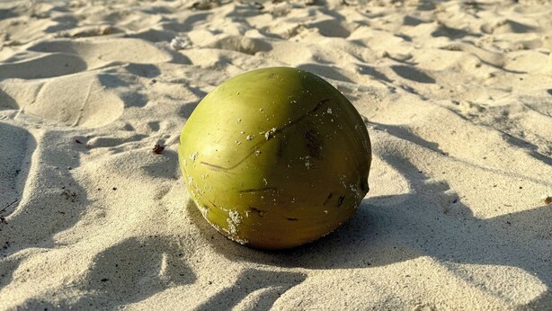 A coconut on a sandy beach with a clear blue sky and a distant shoreline.
