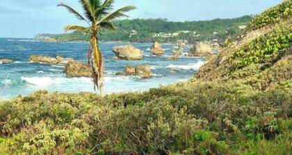 Camping Barbados #2 Tent Near The Beach