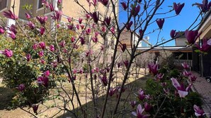Un edificio con varios balcones y un jardín con magnolias florecientes.