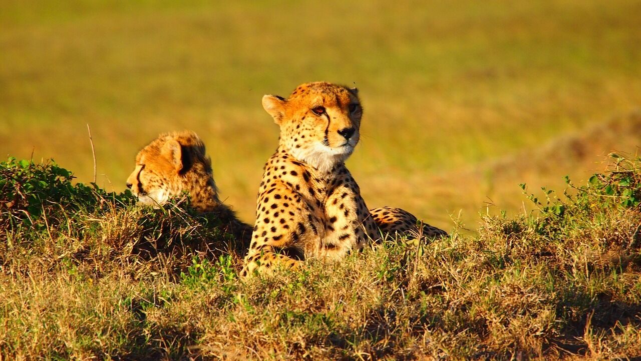 Two cheetahs in a grassy field.