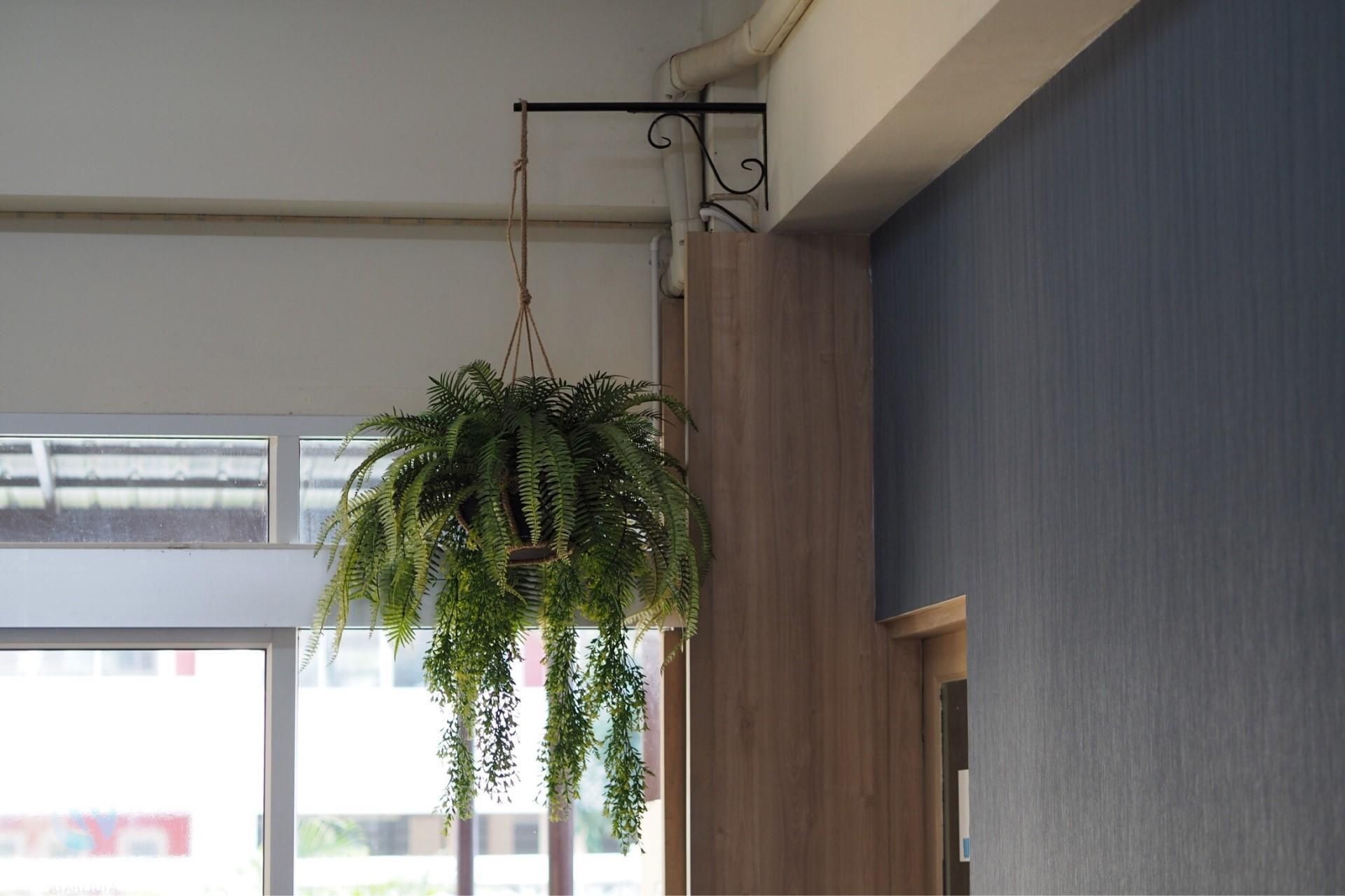 A hanging plant in a room with a window and a wooden wall.