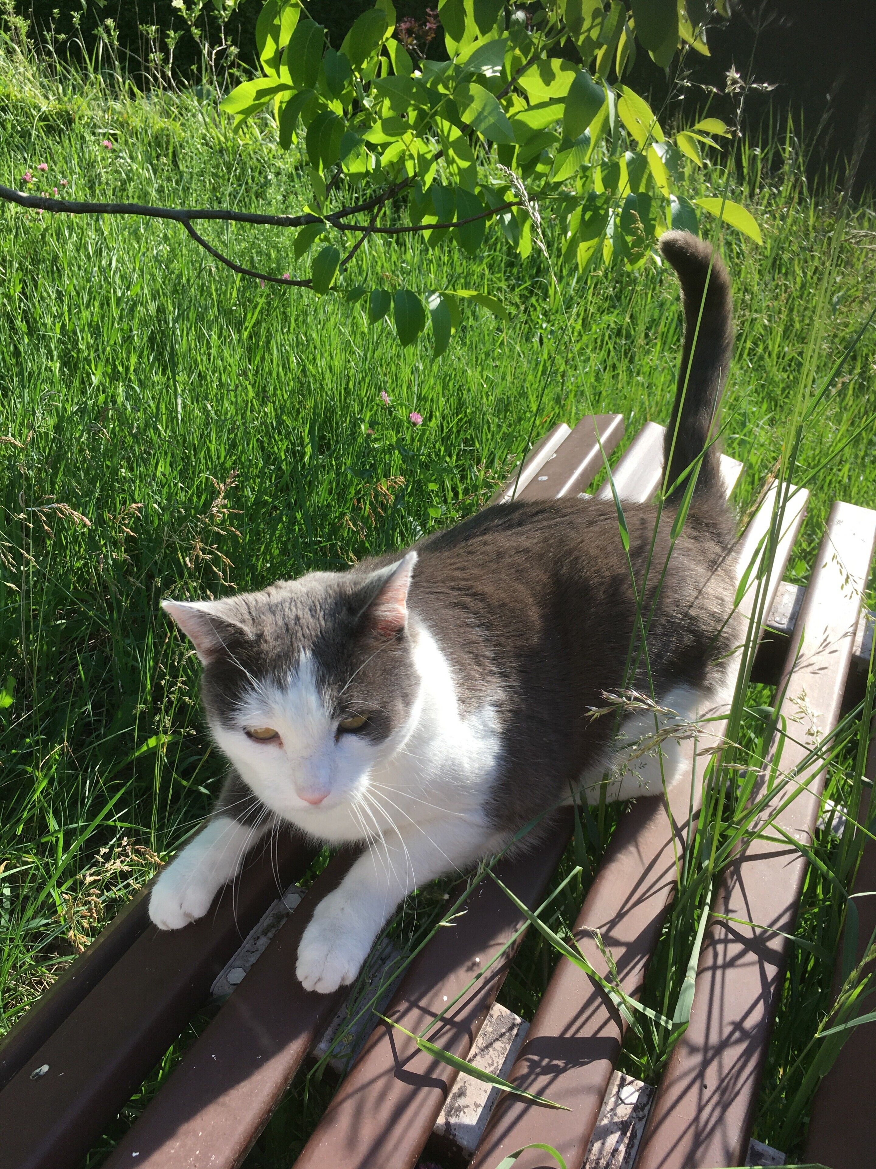 A cat sitting on a wooden bench surrounded by grass and leaves.