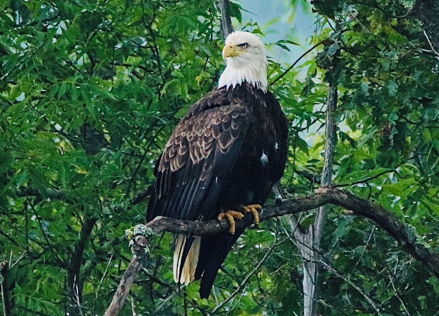 A bald eagle perched on a branch surrounded by dense green foliage.