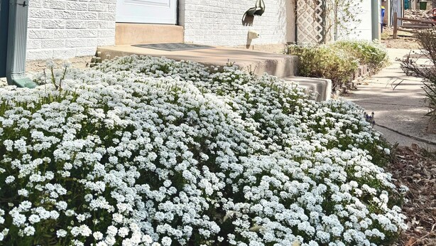 Een huis met een witte gevel, een veranda en een tuin vol witte bloemen.