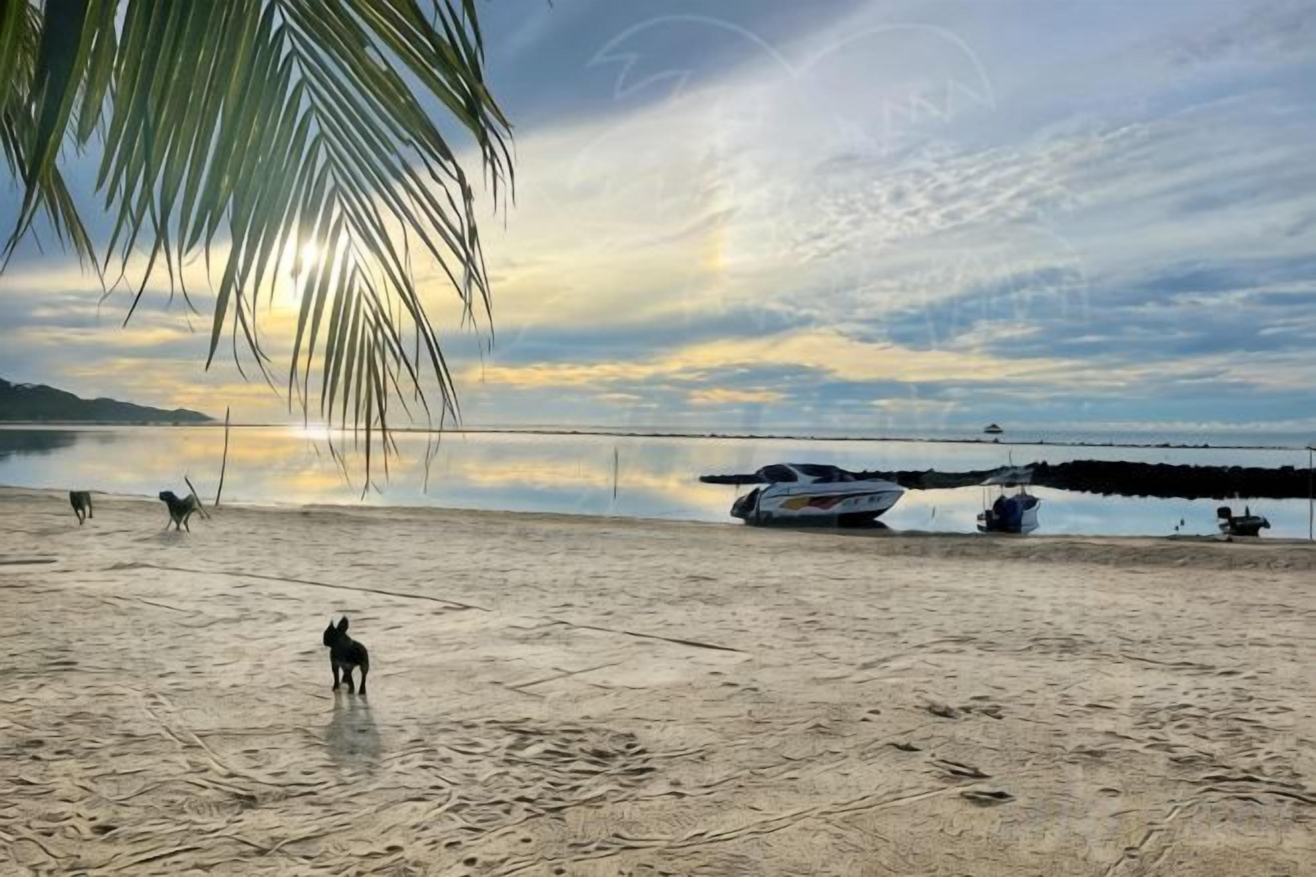 Una playa con una red de voleibol, barcos y una palmera.