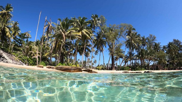 Una playa tropical despejada con palmeras y una orilla arenosa.