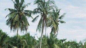 Una playa con palmeras y agua turquesa cristalina.