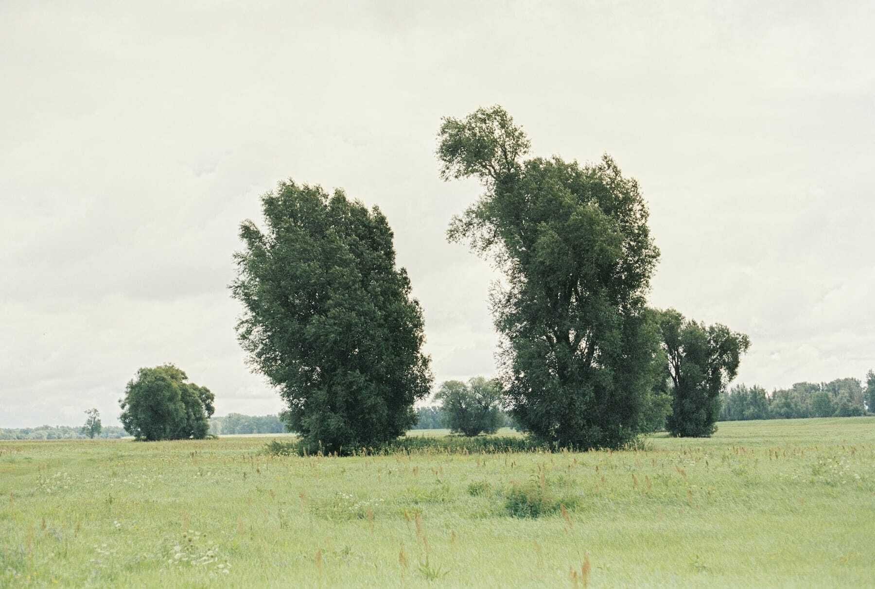 Een veld met bomen en een heldere lucht.