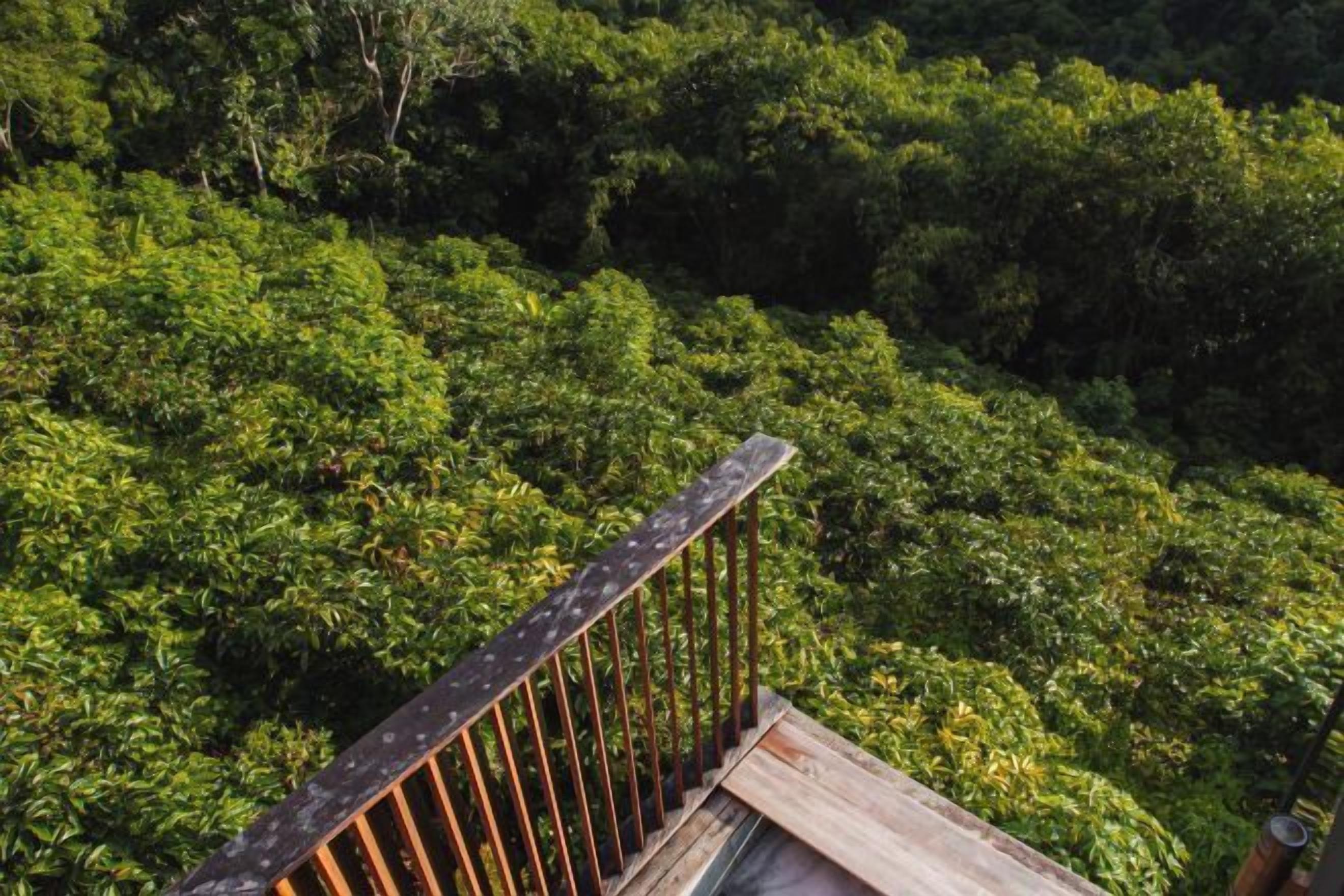 Une terrasse en bois avec une rambarde en métal, donnant sur une forêt dense.