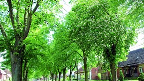 A tree-lined street with traditional houses, a clear sky, and a well-maintained lawn. - Gemütliche Ferienwohnung in Buchholz am Müritzsee (Buchholz am Müritzsee)